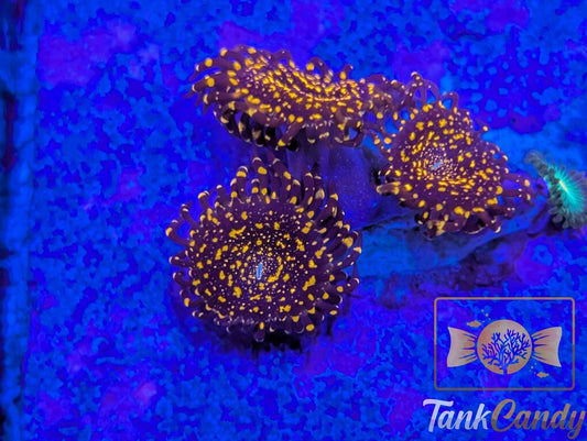 OG Campfire Zoa (MUST)