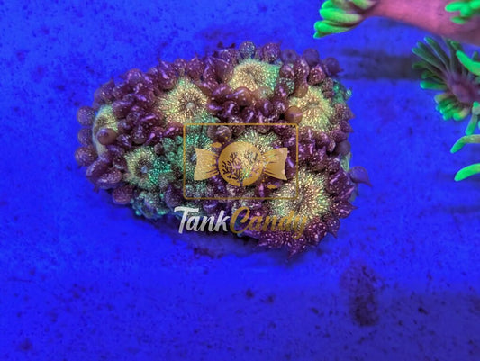 TankCandy Grand Finale Pink Glitter Goni [MUST]