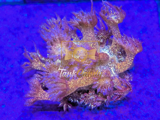 TankCandy 24k Gold Dust Red Glitter Goni [MUST]