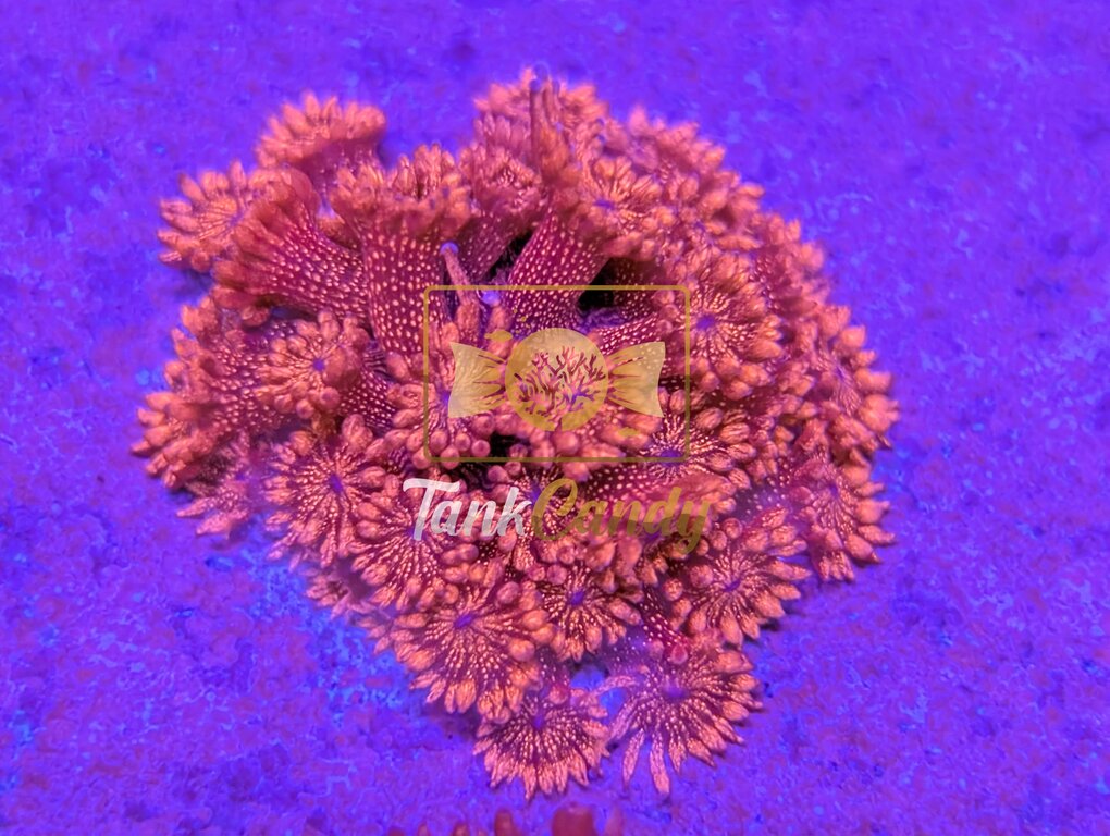 TC Red Cherry Bomb Glitter Goni [MUST]