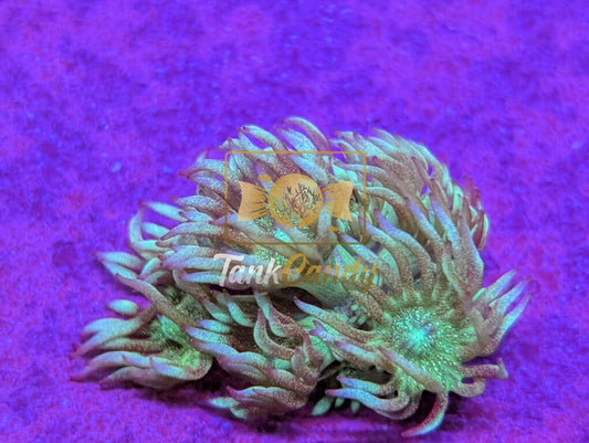 UC Blue Macaw Glitter Goni