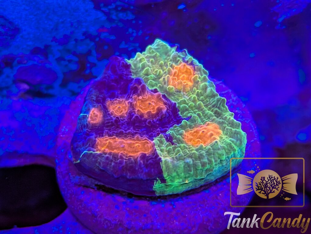 CCA Crayola Meltdown Rainbow Chalice CL1