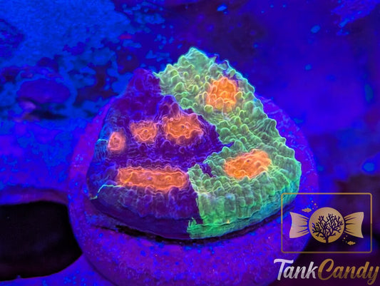 CCA Crayola Meltdown Rainbow Chalice CL1