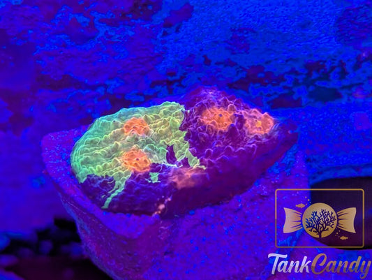 CCA Crayola Meltdown Rainbow Chalice CL2