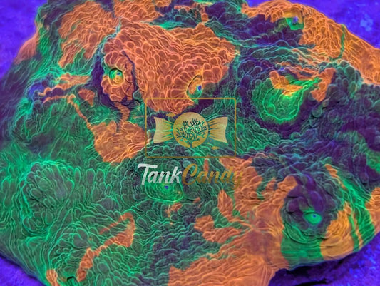 TCK Insanity Chalice