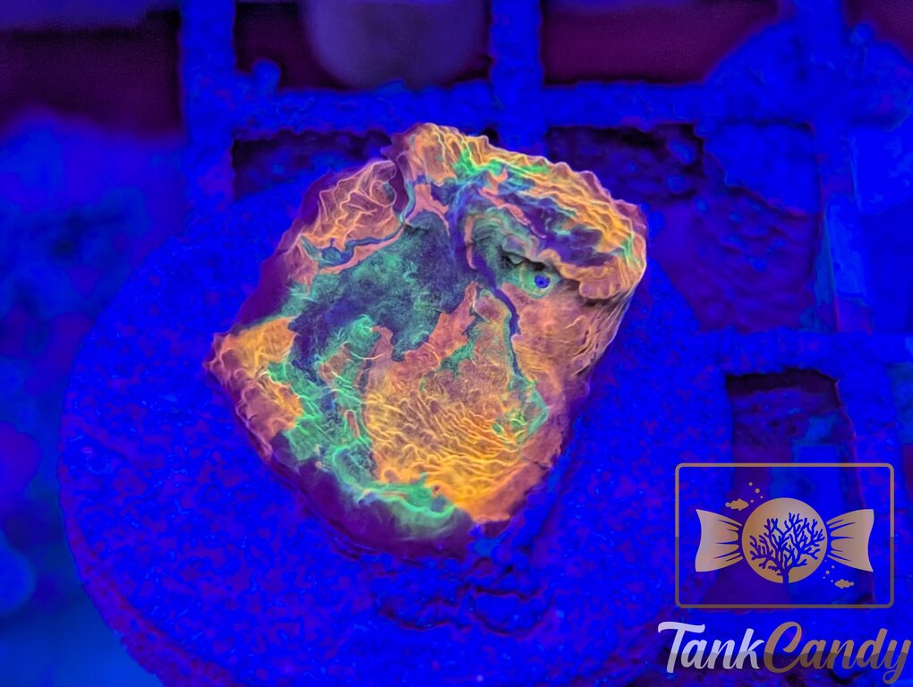 TCK Insanity Rainbow Chalice WYSIWYG CA2 [MUST]