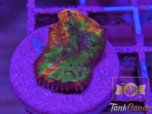 TCK Insanity Rainbow Chalice WYSIWYG CA3 [MUST]