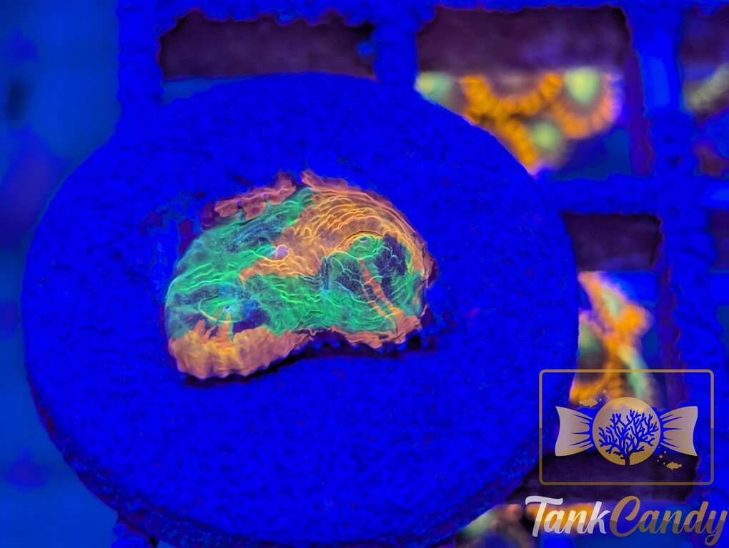 TCK Insanity Rainbow Chalice WYSIWYG CA5 [MUST]