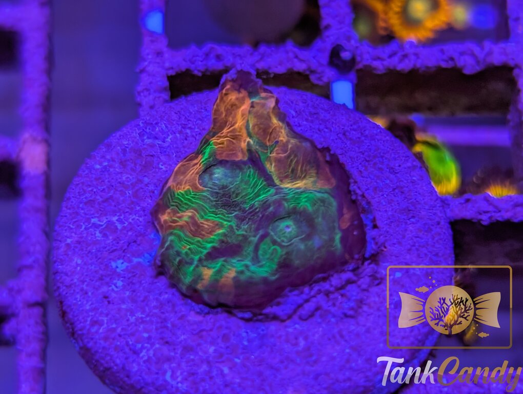 TCK Insanity Rainbow Chalice WYSIWYG CA6 [MUST]