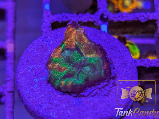 TCK Insanity Rainbow Chalice WYSIWYG CA6 [MUST]