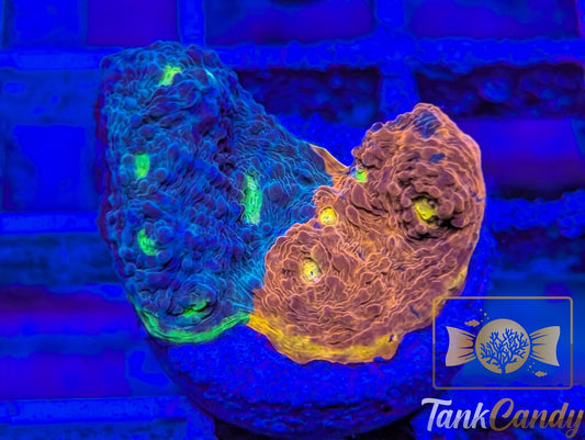 WWC Jelly Bean Rainbow Chalice WYSIWYG CB2