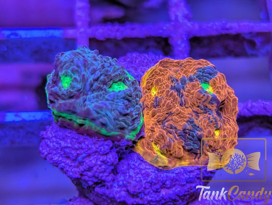 WWC Jelly Bean Rainbow Chalice WYSIWYG CB3