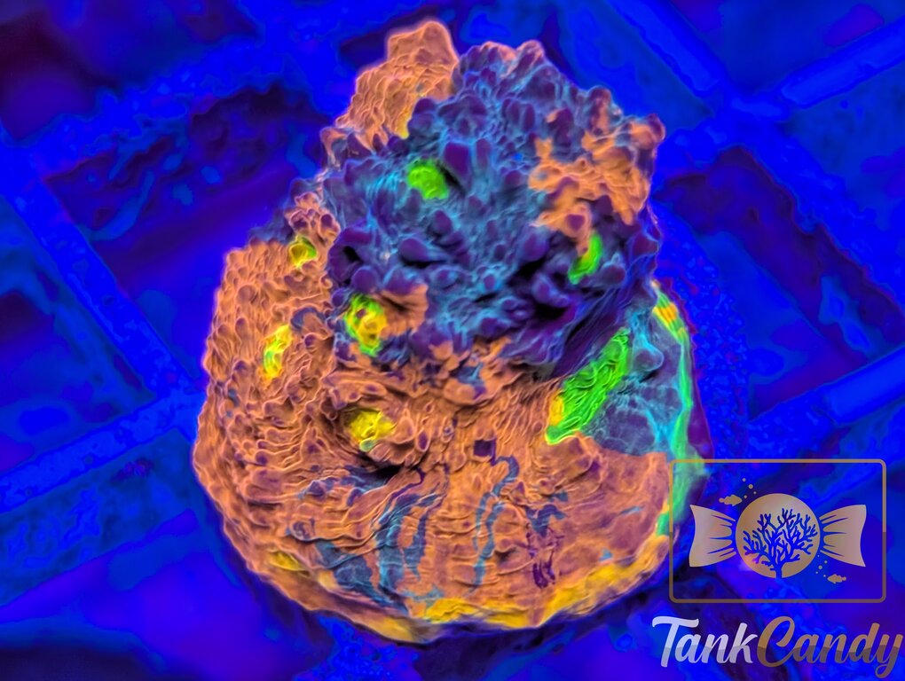 TCK Two Faced Rainbow Chalice WYSIWYG CE2