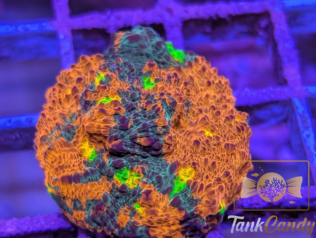 TCK Two Faced Rainbow Chalice WYSIWYG CE3