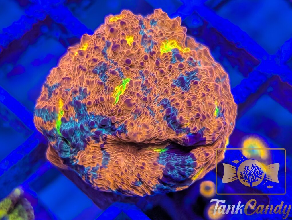 TCK Two Faced Rainbow Chalice WYSIWYG CE4