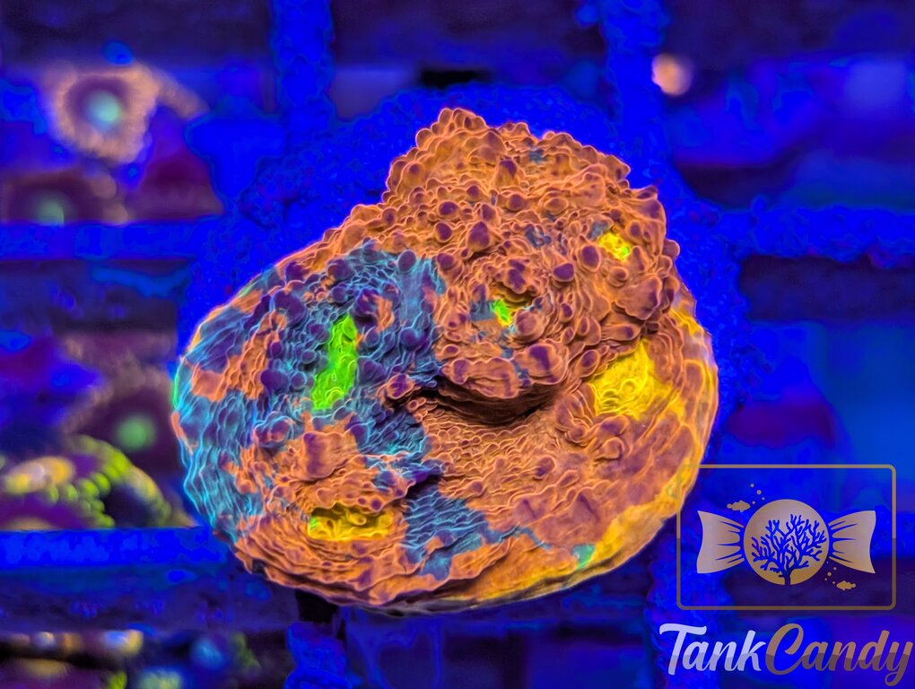 TCK Two Faced Rainbow Chalice WYSIWYG CE5