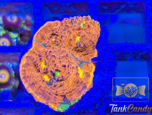 TCK Two Faced Rainbow Chalice WYSIWYG CE7