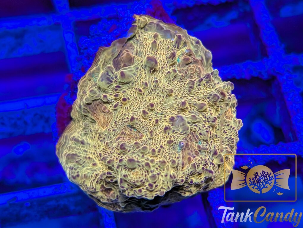 TC Creamsicle Chalice WYSIWYG CC2