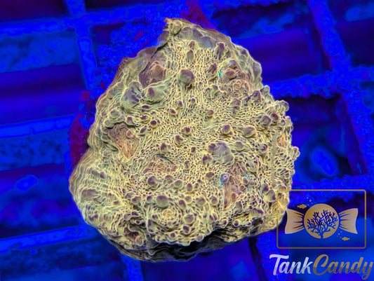 TC Creamsicle Chalice WYSIWYG CC2