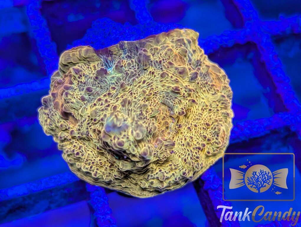 TC Creamsicle Chalice WYSIWYG CC3