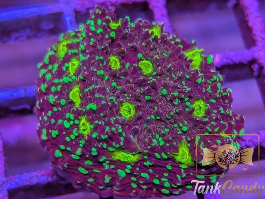 TC Area 51 Chalice WYSIWYG CD1