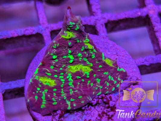 TC Area 51 Chalice WYSIWYG CD2