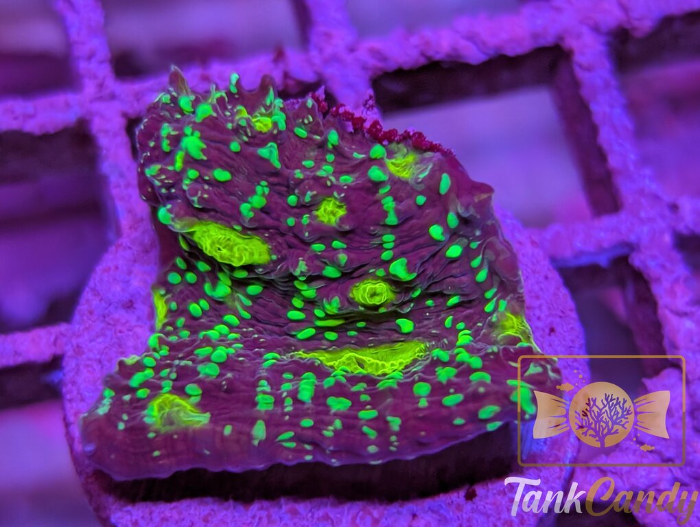 TC Area 51 Chalice WYSIWYG CD3