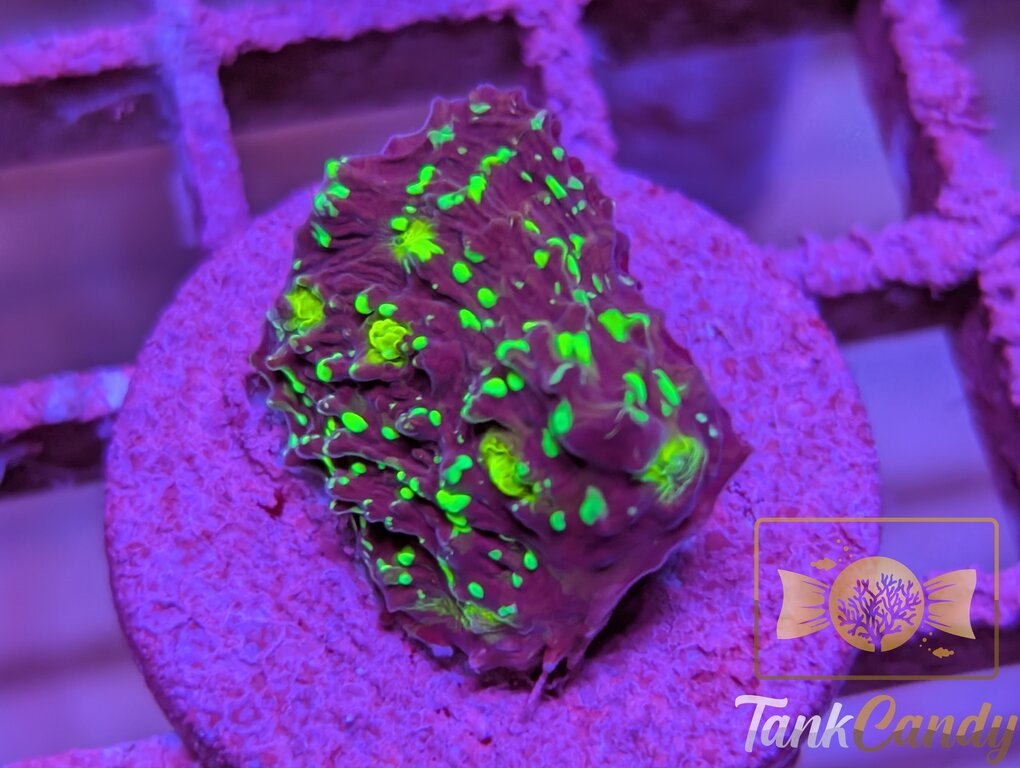 TC Area 51 Chalice WYSIWYG CD4