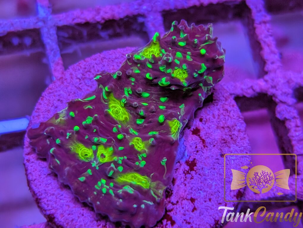 TC Area 51 Chalice WYSIWYG CD5