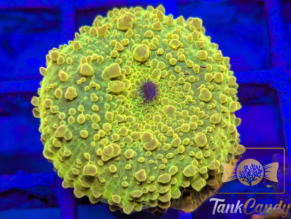 TC Jawbreaker Electus Bounce Mushroom WYSIWYG MA1 [MUST]