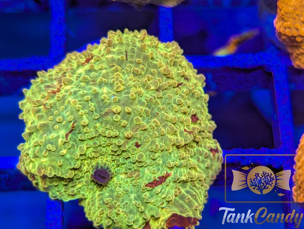 TC Jawbreaker Electus Bounce Mushroom WYSIWYG MA2 [MUST]