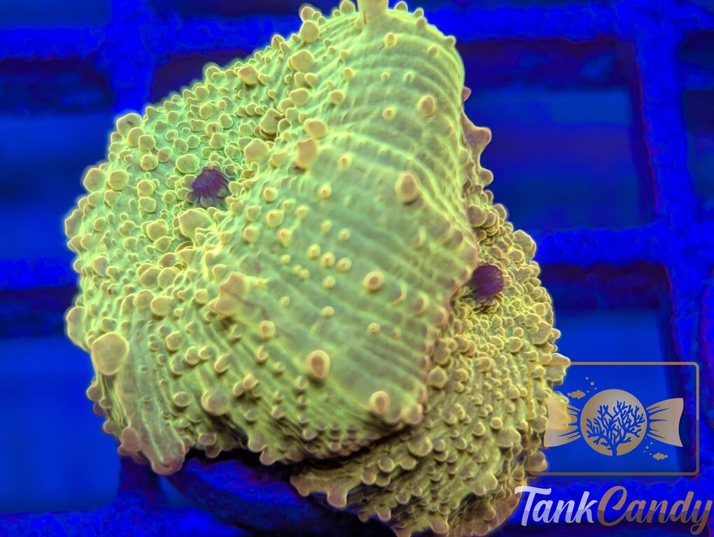 TC Jawbreaker Electus Bounce Mushroom WYSIWYG MA3 [MUST]
