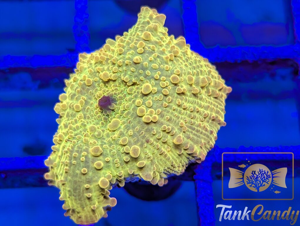 TC Jawbreaker Electus Bouncing Mushroom WYSIWYG MA4