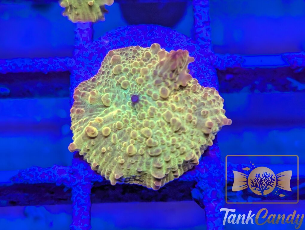 TC Jawbreaker Electus Bouncing Mushroom WYSIWYG MA5