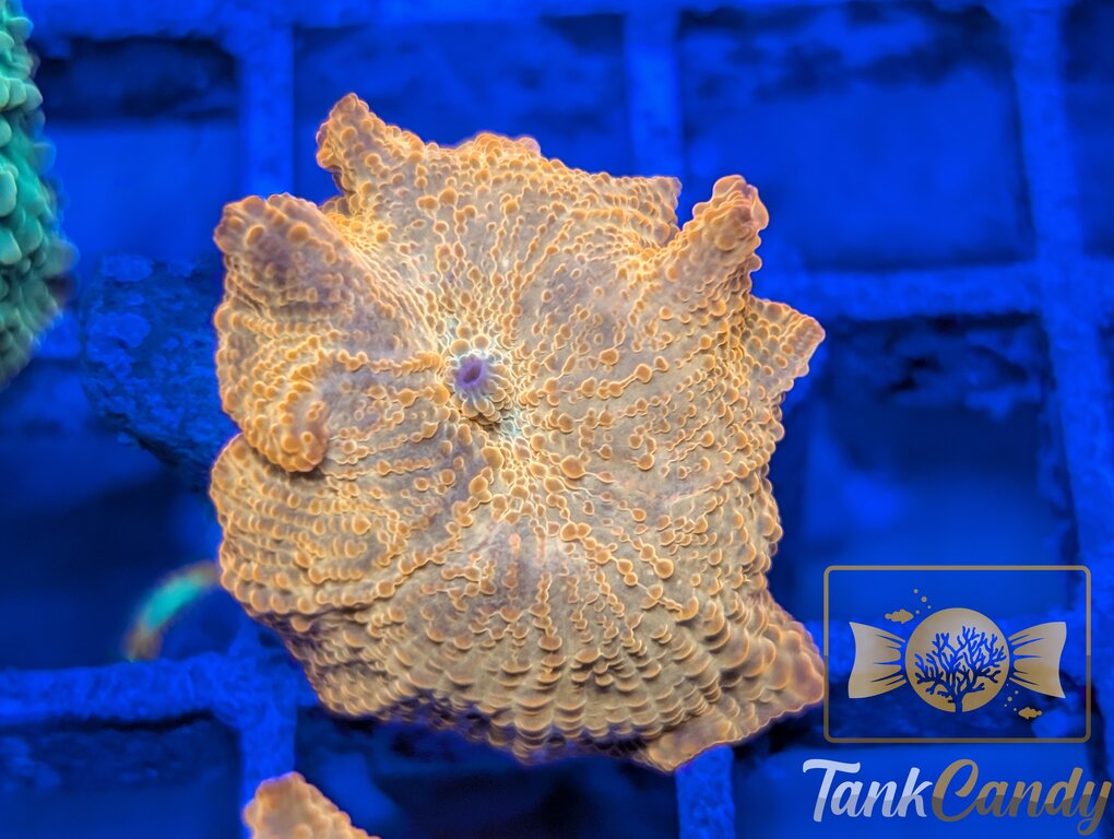 TC Candy Crush Mushroom WYSIWYG MB1