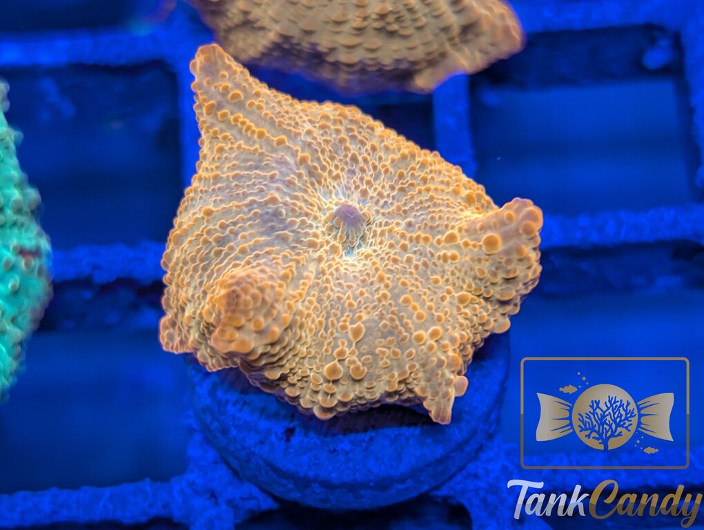 TC Candy Crush Mushroom WYSIWYG MB2