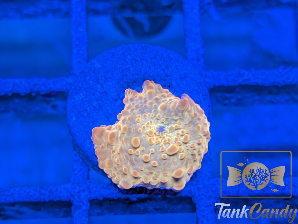 TC Candy Crush Mushroom WYSIWYG MB4