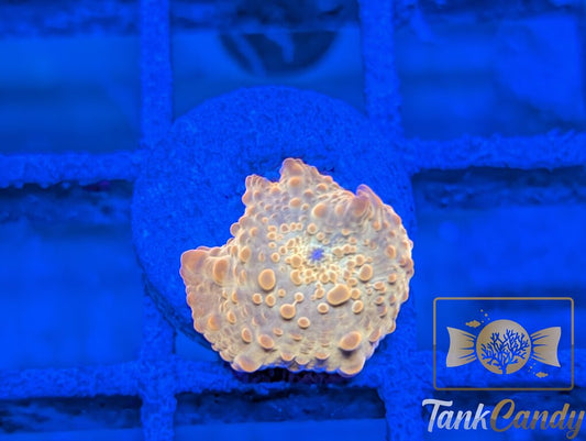 TC Candy Crush Mushroom WYSIWYG MB4