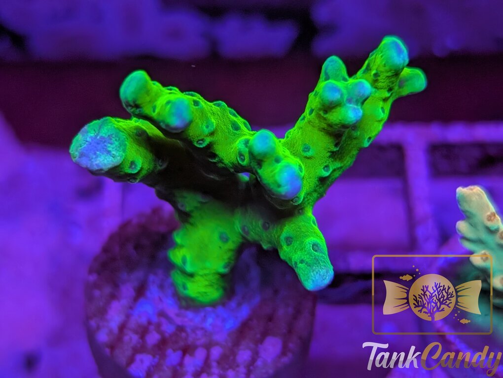 WWC The Thing Anacropora WYSIWYG SA1