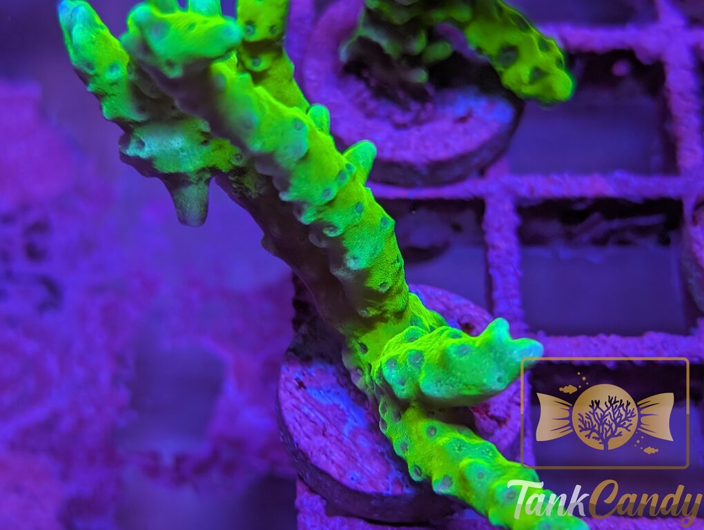WWC The Thing Anacropora WYSIWYG SA6