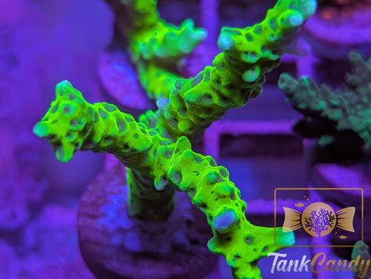 WWC The Thing Anacropora WYSIWYG SA7