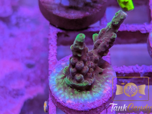 TC SPS Frag 1 WYSIWYG SA8