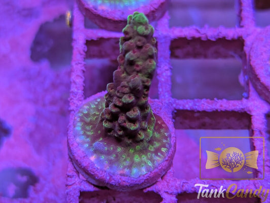 TC SPS Frag 2 WYSIWYG SA9