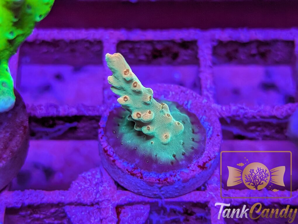 BC Bubble Bath Unicorn WYSIWYG SB1