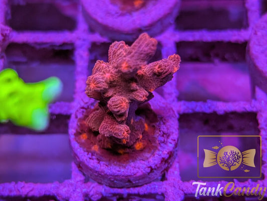 TC Branching Cyphastrea WYSIWYG SB5