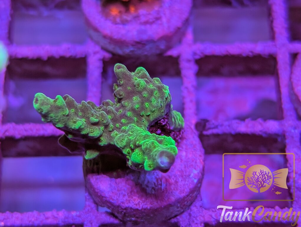 TC SPS Frag 3 WYSIWYG SB7