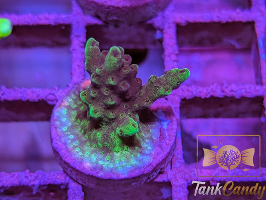 TC SPS Frag 4 WYSIWYG SB8