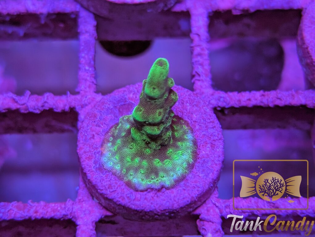 TC SPS Frag 4 WYSIWYG SB9