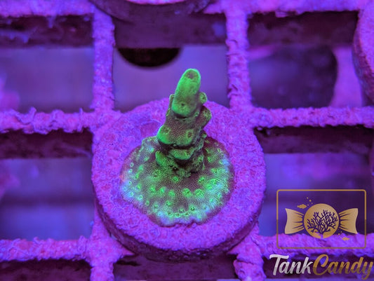 TC SPS Frag 4 WYSIWYG SB9