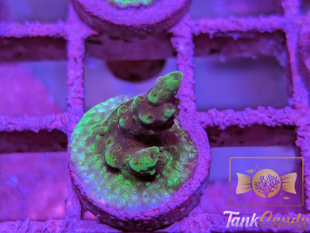 TC SPS Frag 5 WYSIWYG SB10